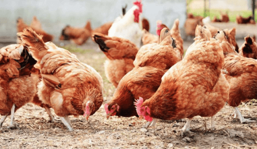 République de Guinée : Impact de la crise sur le secteur avicole