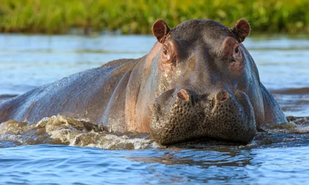 Le Parc national du Haut Niger : Un sanctuaire de biodiversité en Guinée