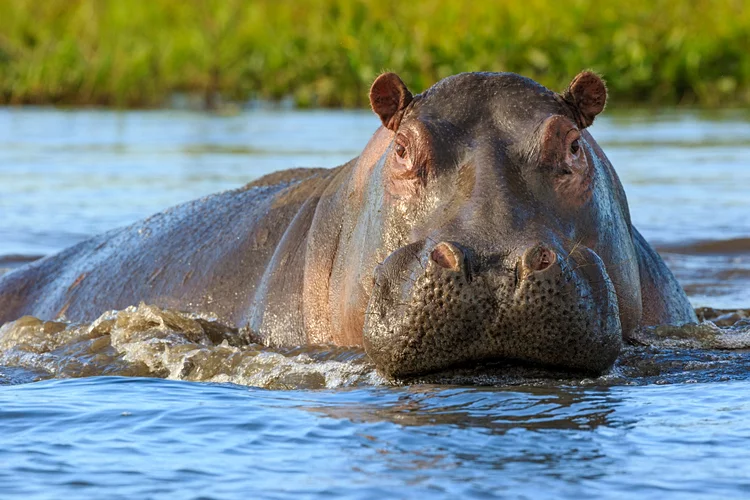 Le Parc national du Haut Niger : Un sanctuaire de biodiversité en Guinée