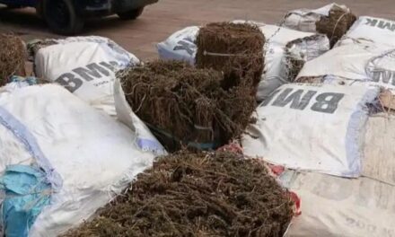 Kindia : la gendarmerie saisit près de 500 kg de chanvre indien lors d’une opération ciblée
