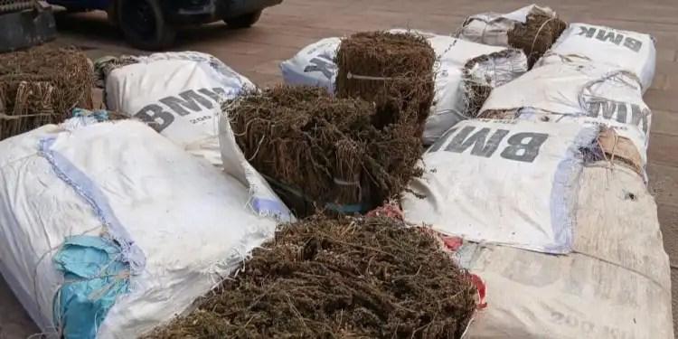 Kindia : la gendarmerie saisit près de 500 kg de chanvre indien lors d’une opération ciblée